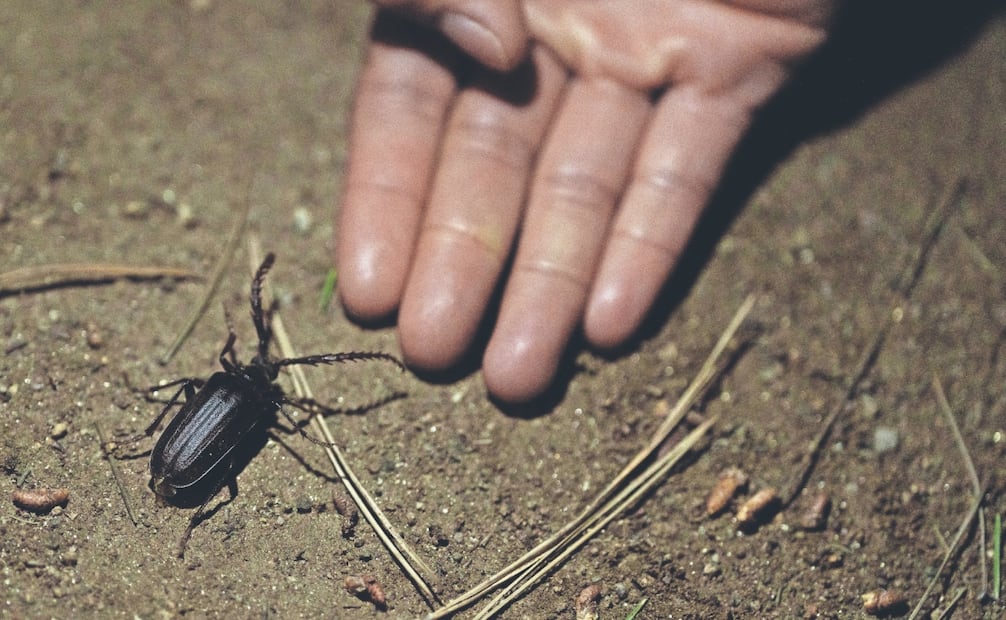 Muchas de las especies de flora y fauna documentadas no volverán a ser observadas en la zona por las obras. Foto: Aimee Melo/ EL UNIVERSAL