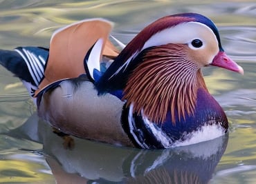 El misterio del pato mandarín que causó furor en Central Park