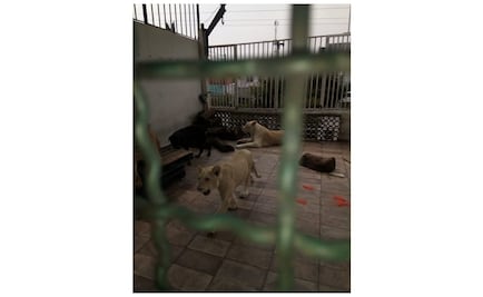 Vecinos de Tlalpan reportaron 3 leones en la azotea de una casa