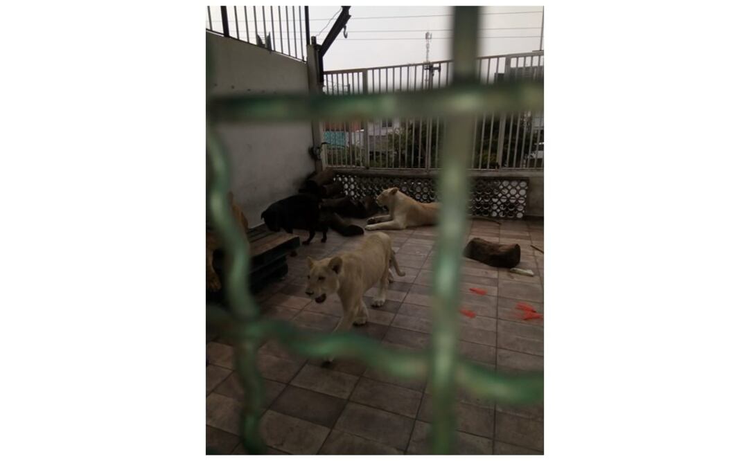 Foto: Twitter @Profepa_Mx