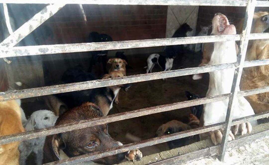 Investigan presunta electrocución de perros en antirrábico de Atizapán