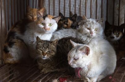 Australia matará dos millones de gatos silvestres para 2020