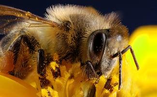 ¿Qué significa ver una abeja cerca de tu casa?; la señal positiva que muchos desconocen