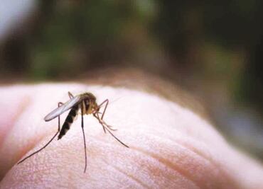 Senado de EU aprueba mil 100 mdd para combatir el zika