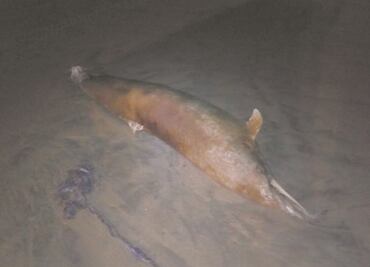 Ucrania acusa a Rusia de la muerte de miles de delfines en el Mar Negro; alista cargos penales