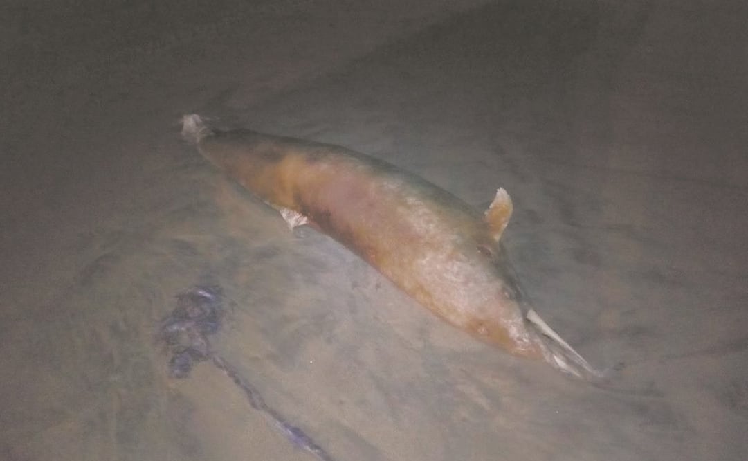 Foto: Archivo EL UNIVERSAL