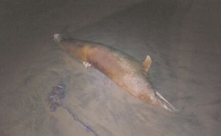 Ucrania acusa a Rusia de la muerte de miles de delfines en el Mar Negro; alista cargos penales