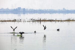 Pelícanos y cigüeñas también visitan Lago de Texcoco; el parque es hermoso, dice Sheinbaum