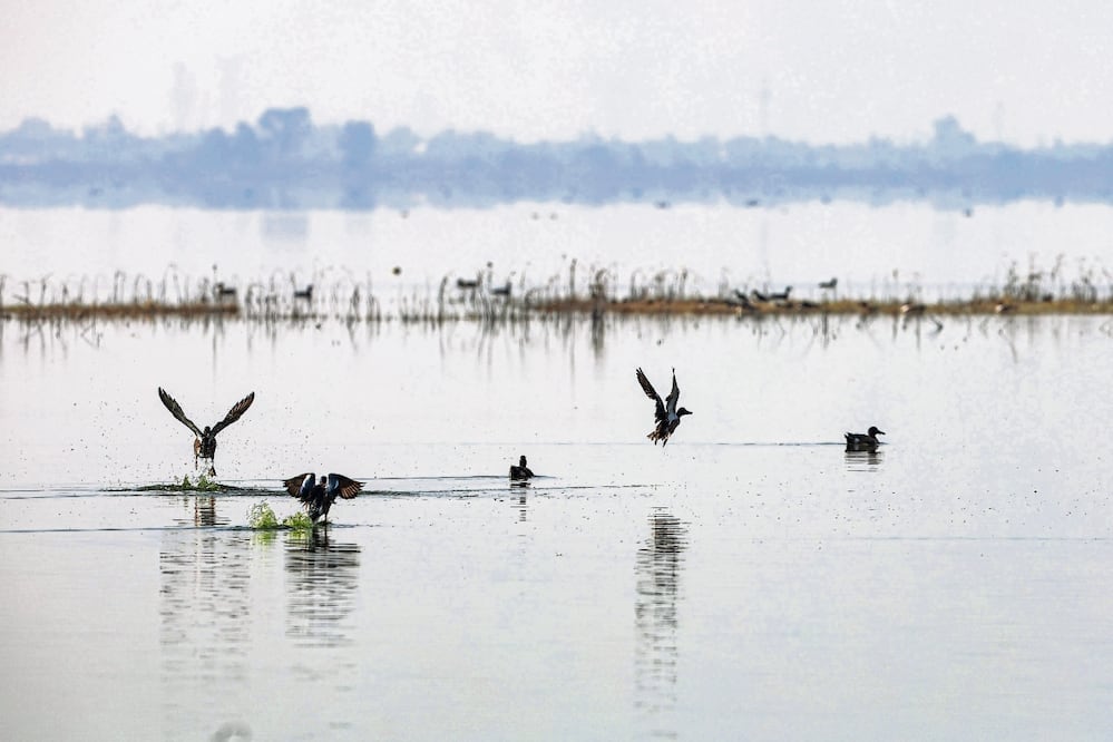 El pasado viernes, El Gran Diario de México reveló que en un hecho poco común, un grupo de tres flamencos llegó al Parque Ecológico Lago de Texcoco. Foto: Gabriel Pano / EL UNIVERSAL