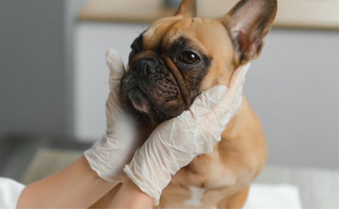 Todos los perros pueden ser afectados por el parvovirus canino. Fuente: Freepik.