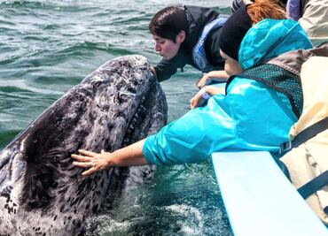 Llega la ballena gris a costas mexicanas