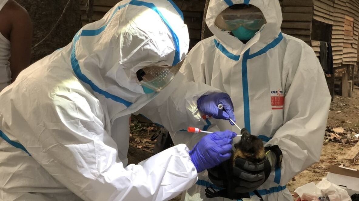 Los "cazadores de virus" creen que los murciélagos son uno de los principales reservorios de patógenos que pueden afectar a los humanos. Foto: Cortesía de Marc Valitutto vía BBC