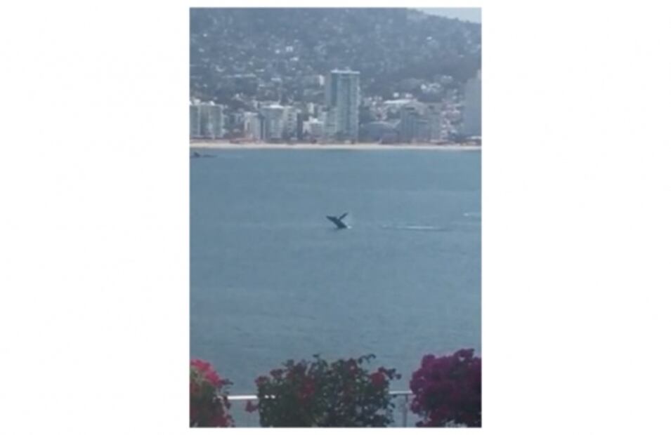 Ante la falta de turistas, los animales retoman los destinos mexicanos