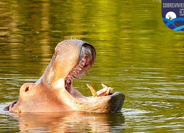 La extraña amistad entre un hombre y un hipopótamo que terminó en tragedia