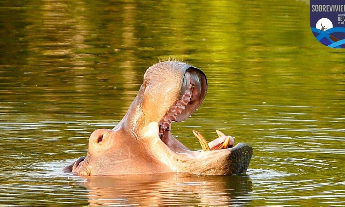 El sudafricano Marius Els decidió adoptar un hipopótamo, al que consideraba como un hijo. FOTO: ESPECIAL