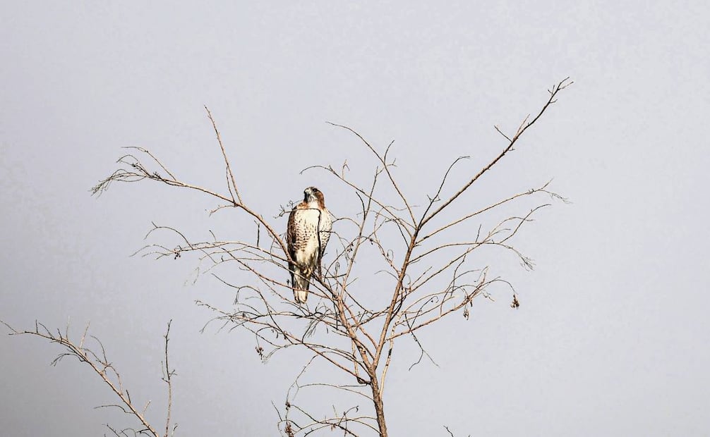 El lago de Texcoco alberga a más de 350 especies de fauna, entre residentes fijos y aves migratorias. Foto: Gabriel Pano / EL UNIVERSAL