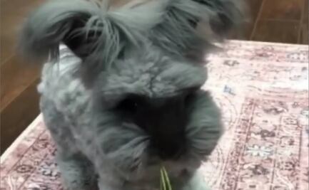 VIDEO. ¿Es un perro o un conejo? El animal que confunde a todos y es furor en TikTok