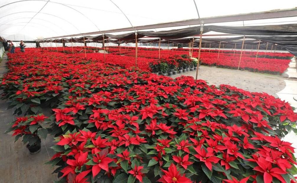 Nochebuenas y otras plantas navideñas que pueden atraer plagas. Foto: Especial