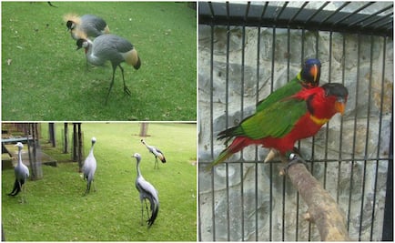 Aseguran 55 animales en zoológico de Cuernavaca