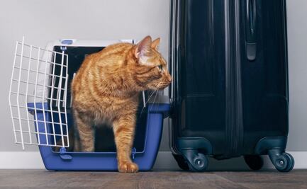 Requisitos para viajar con tu perro o gato en la cabina del avión
