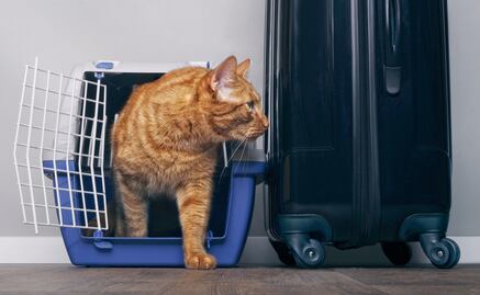 Requisitos para viajar con tu perro o gato en la cabina del avión