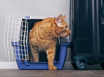 Requisitos para viajar con tu perro o gato en la cabina del avión