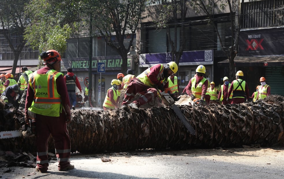 Trabajadores del Gobierno de la CDMX derriban palmeras enfermas o muertas en pie a causa de hongos y en su lugar plantan árboles de especies nativas del Valle de México, el 2 de diciembre de 2025. Foto: Carlos Mejía/EL UNIVERSAL