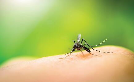 Mexican scientists create bio-insecticide to prevent dengue outbreaks