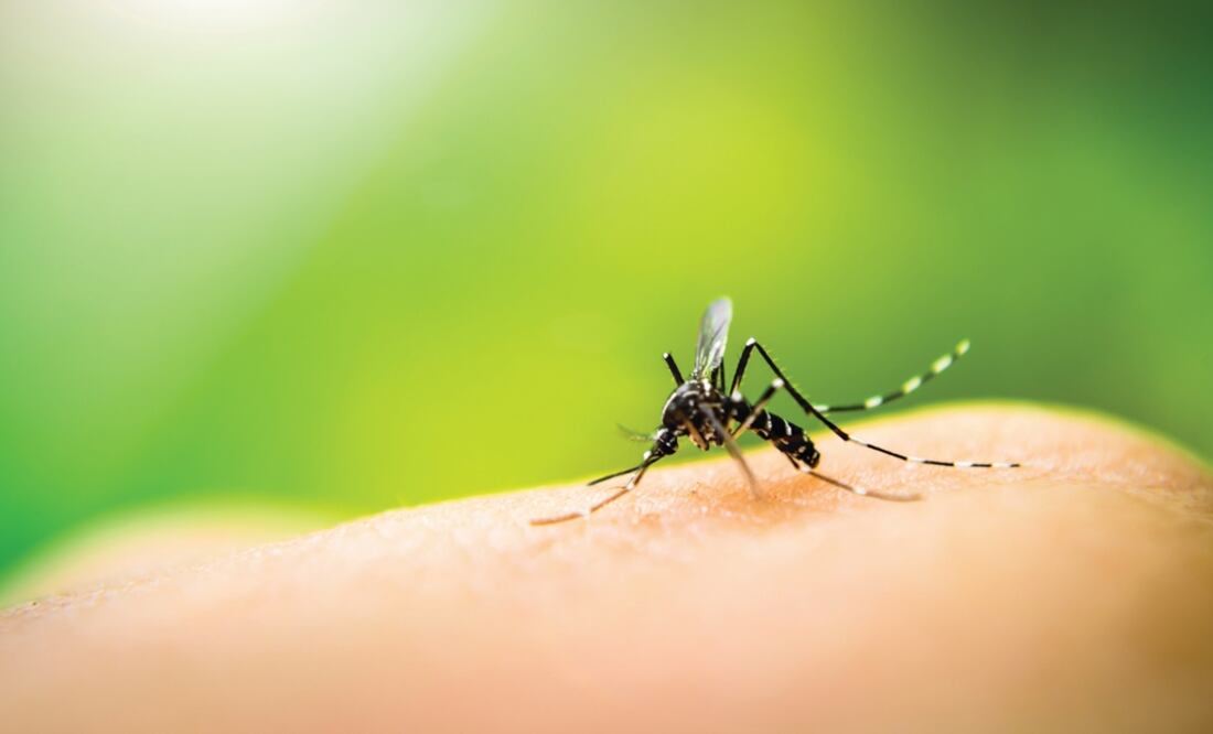 The first step to effectively develop the bio-insecticide was to select 10 candidate genes of the 'Aedes aegypti' mosquito - Photo: File photo/EL UNIVERSAL