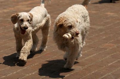 PRD presenta iniciativa para que maltrato animal sea considerado delito