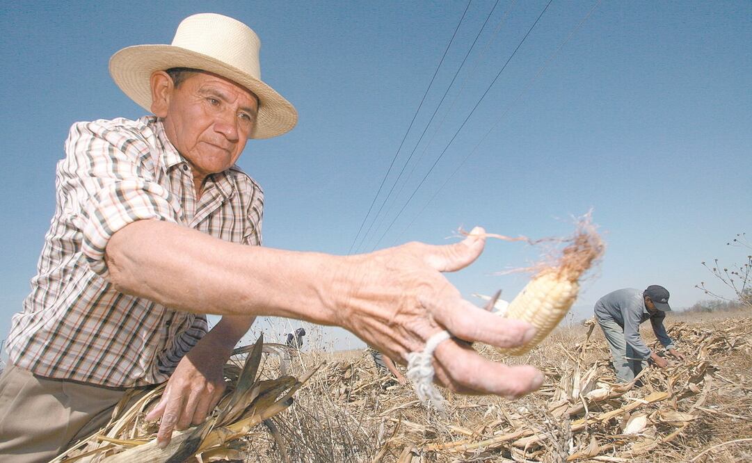 Son para trabajadores con o sin experiencia que laboren en EU de manera temporal, destinadas al campo. Foto: ARCHIVO EL UNIVERSAL