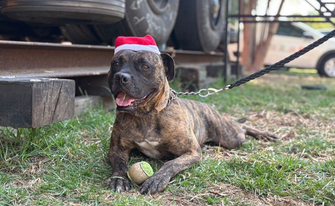 STC invita a apoyar la adopción y donación para 55 perritos rescatados en el Metro. Foto: Especial