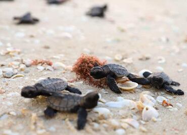 Liberan 100 crías de tortuga de carey en costas de Yucatán
