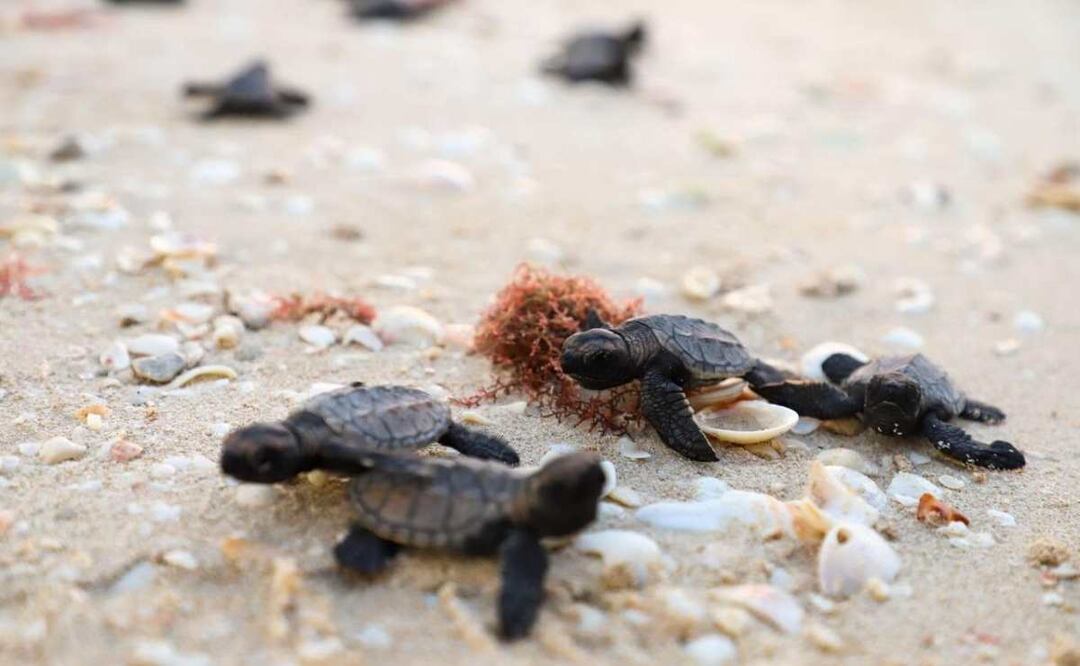 La Secretaría de Desarrollo Sustentable liberó tortugas en las costas de Sisal, Yucatán. Foto: Especial