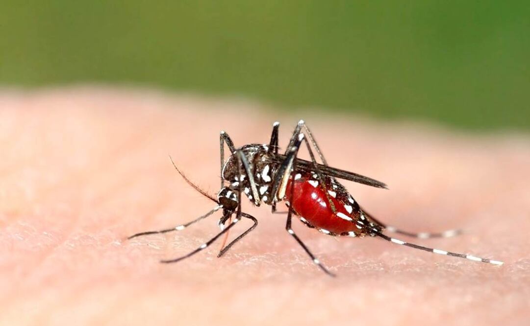 El chikungunya se transmite a los humanos a través de la picadura del mosquito hembra infectado (Foto: Archivo)