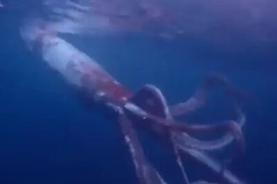 Buzos graban a un calamar gigante frente a costa de Japón