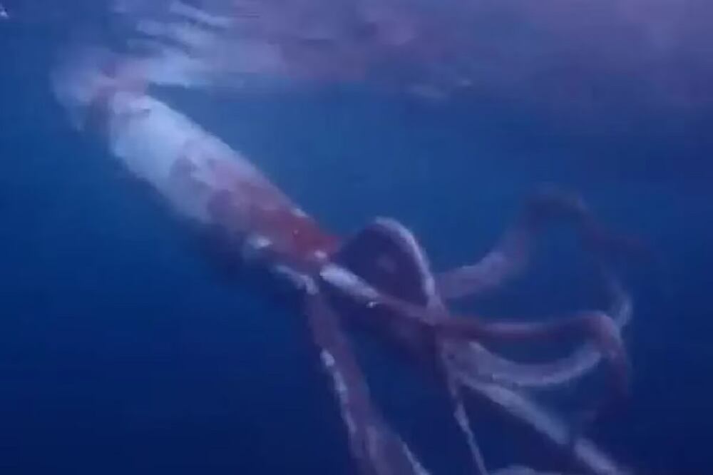 El calamar media 2.5 metros.