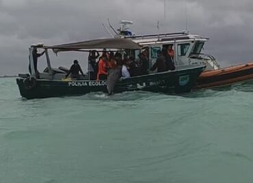 Liberan a delfín varado en playas de Progreso, Yucatán