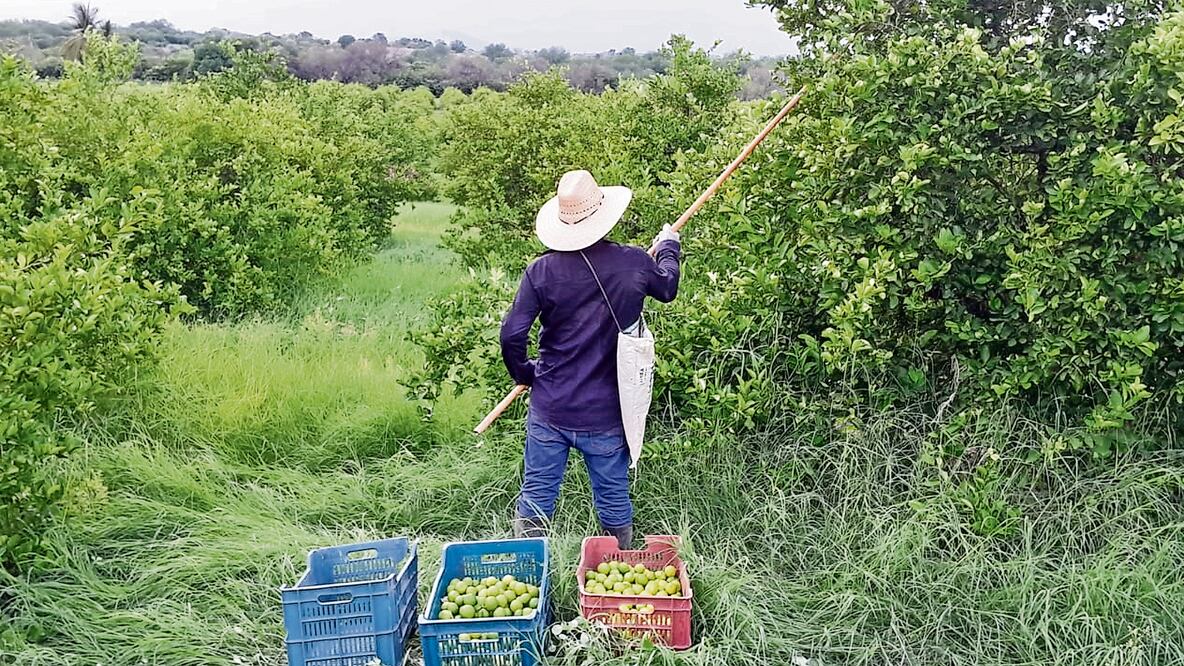 Limoneros michoacanos advierten que es un proceso de nunca acabar, porque pocos se atreven a ratificar las denuncias contra los extorsionadores. Foto: Carlos Arrieta / EL UNIVERSAL