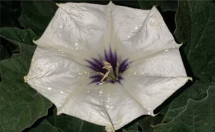 Peligros de tomar toloache, la planta del amor