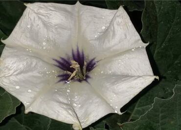 Peligros de tomar toloache, la planta del amor