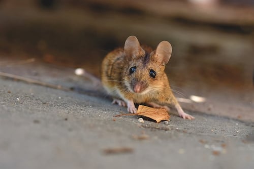 Los roedores son portadores del hantavirus. Foto: Pixabay