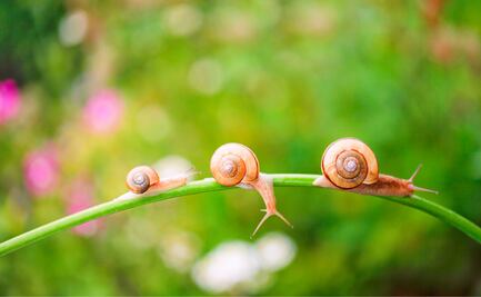 ¿Cómo evitar que los caracoles invadan tu jardín? Conoce la técnica eficaz