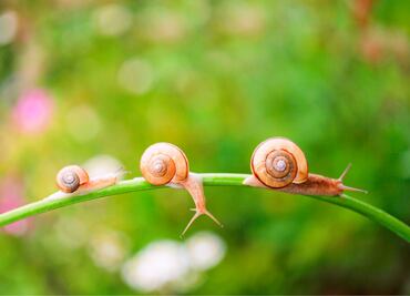 ¿Cómo evitar que los caracoles invadan tu jardín? Conoce la técnica eficaz