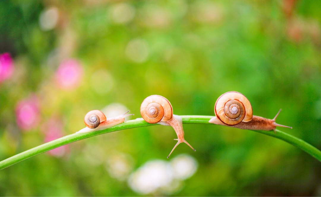 Aunque los caracoles son inofensivos, su población masiva puede poner en riesgo la salud de tu jardín. Foto: Canva