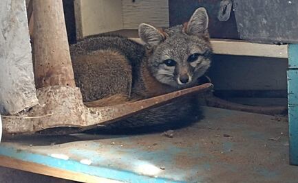 VIDEO: Encuentran a zorro gris en un domicilio de la alcaldía Coyoacán 