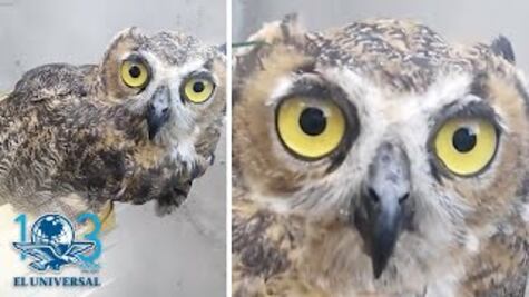Rescatan en Tamaulipas a búho más grande de América Latina