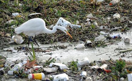 El hombre, la gran amenaza al medio ambiente
