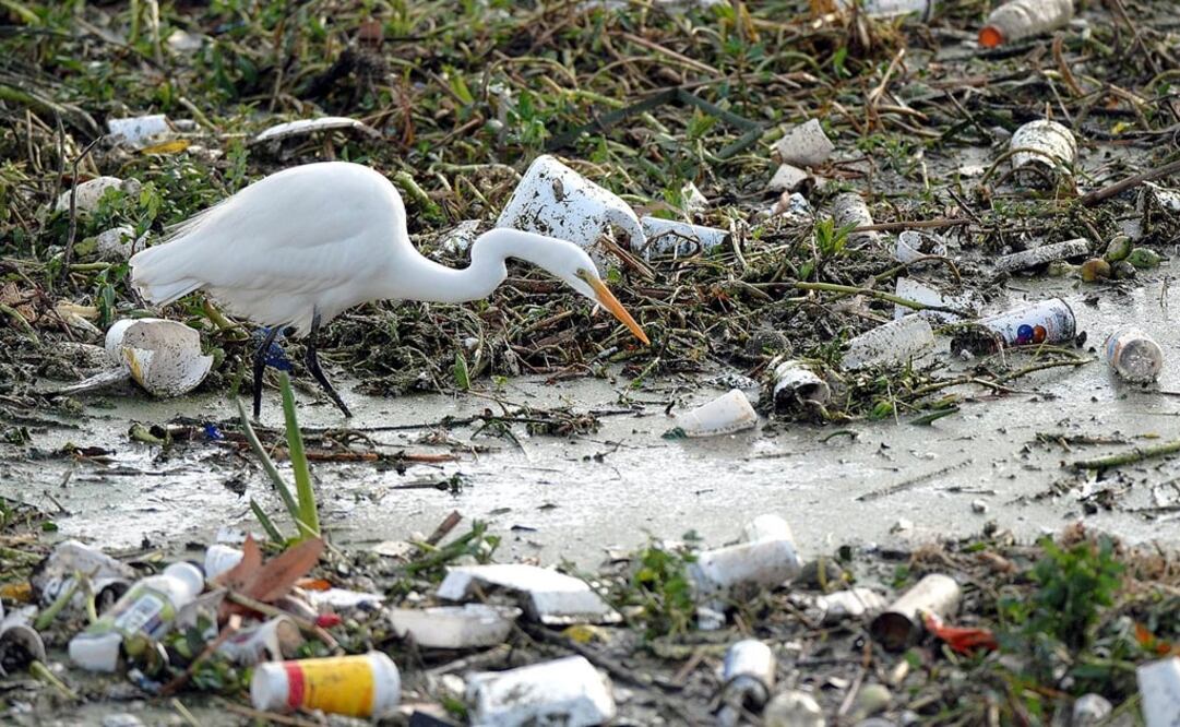 El ser humano ha desaparecido y destruido  gran cantidad de especies animales. Foto: HO/ Reuters, archivo
