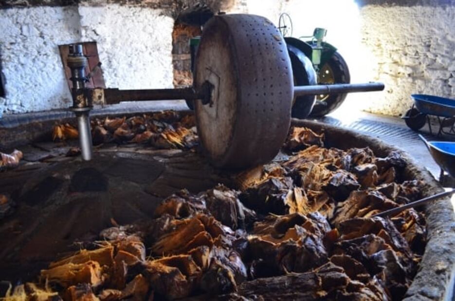 Para todo mal, sigue la Ruta del Mezcal en San Luis Potosí